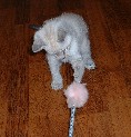 3kitten9wk1a.jpg