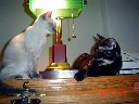 mikatonks111004a1.jpg