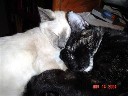 mikatonks111404d1.jpg