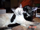 mikatonks112104b1.jpg
